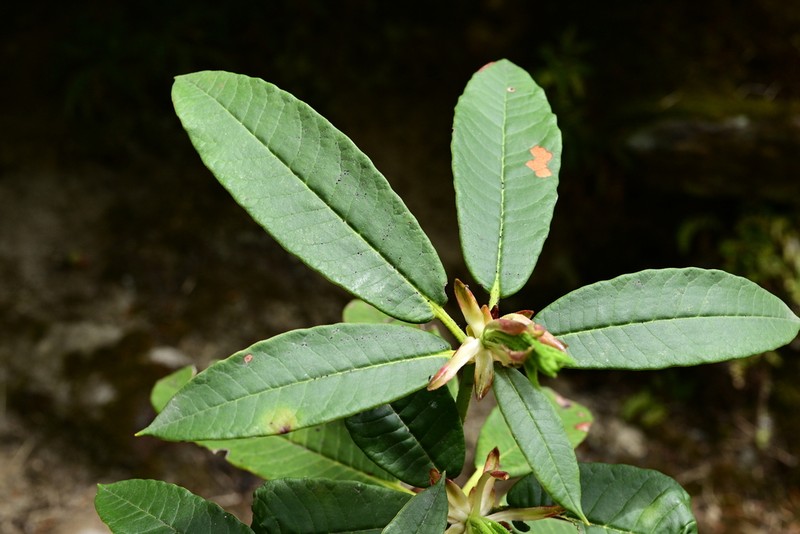 Rhododendron argipeplum photo 6
