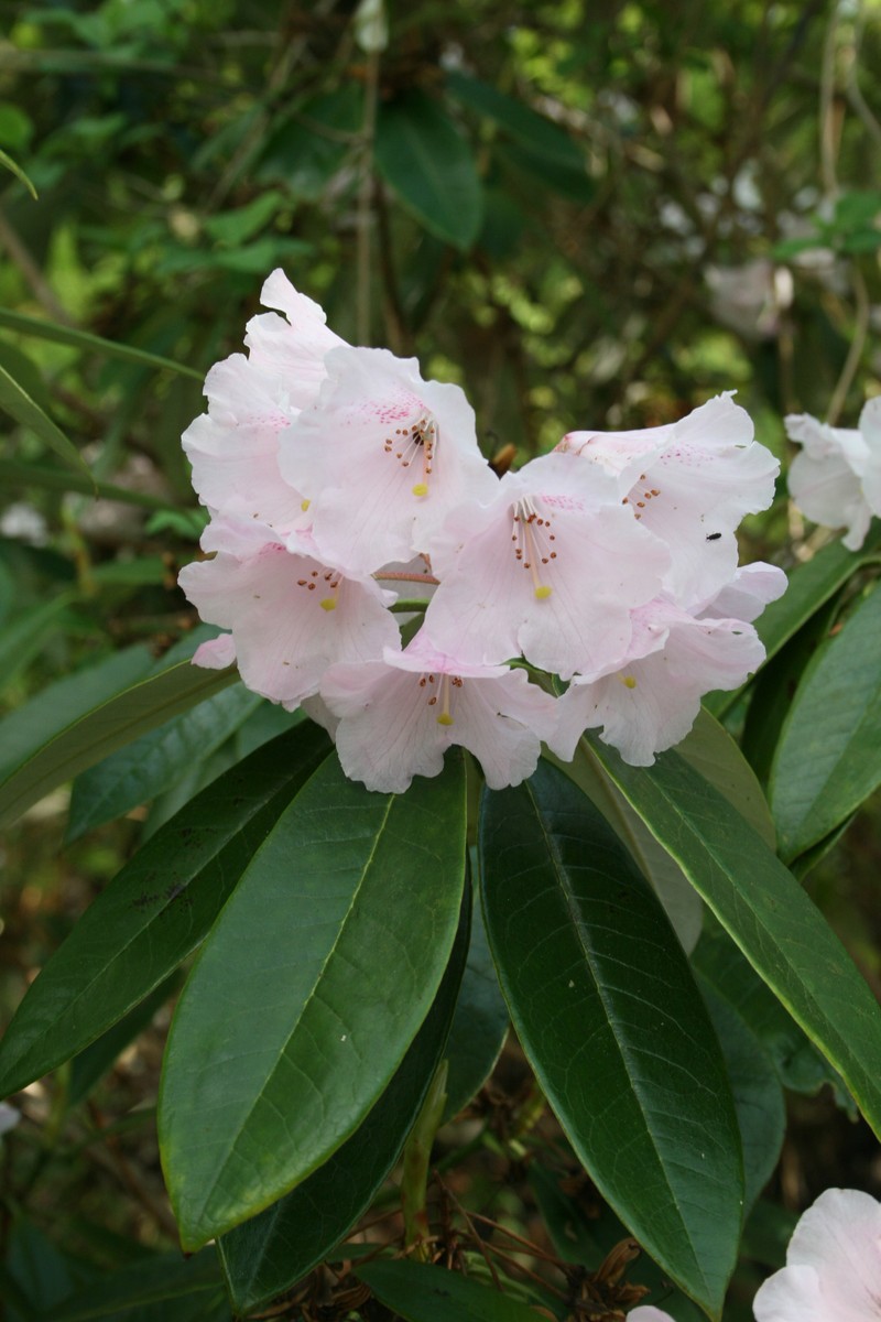 Rhododendron argyrophyllum