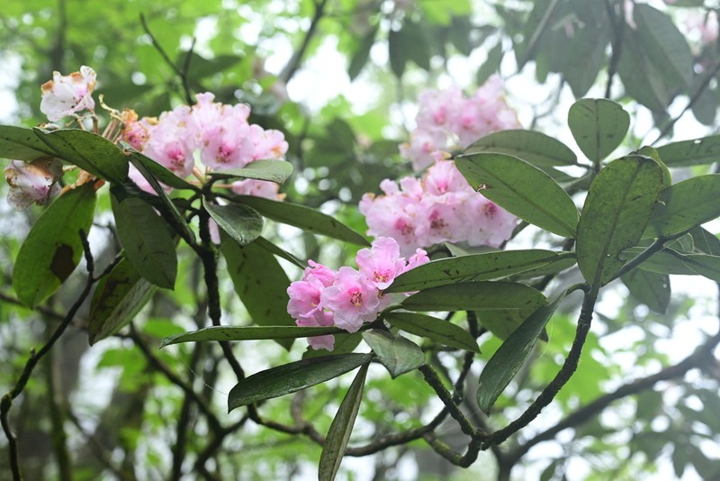 Rhododendron argyrophyllum photo 2