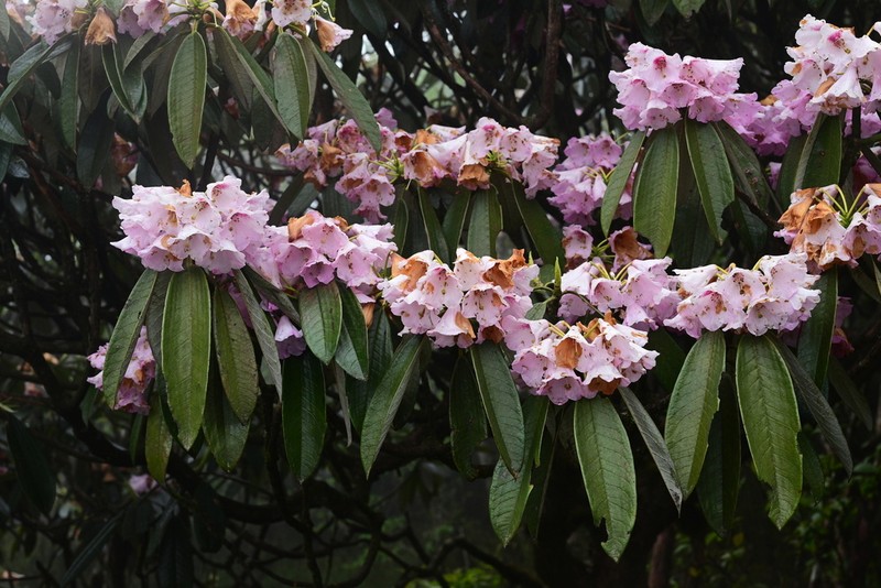 Rhododendron argyrophyllum photo 3