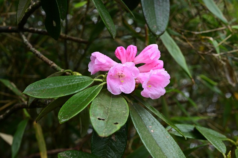 Rhododendron argyrophyllum photo 4