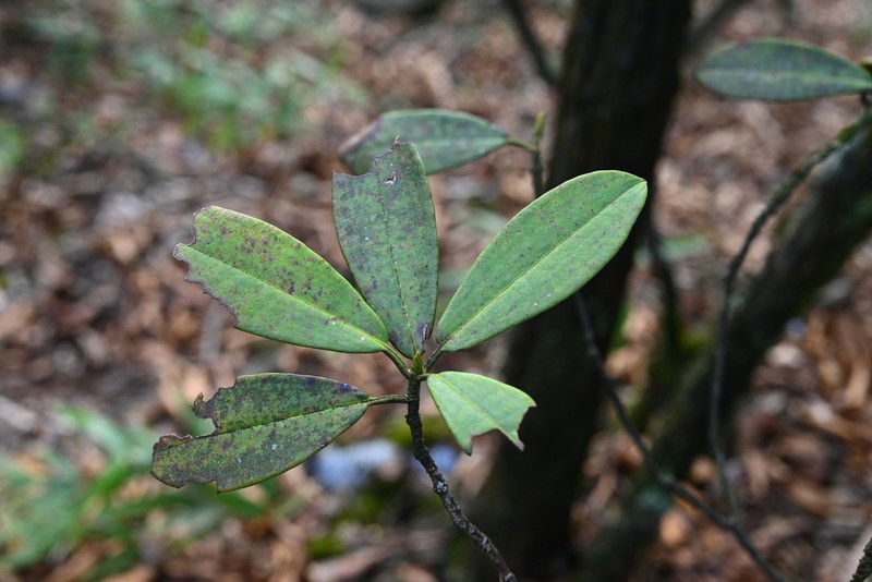 Rhododendron argyrophyllum photo 5