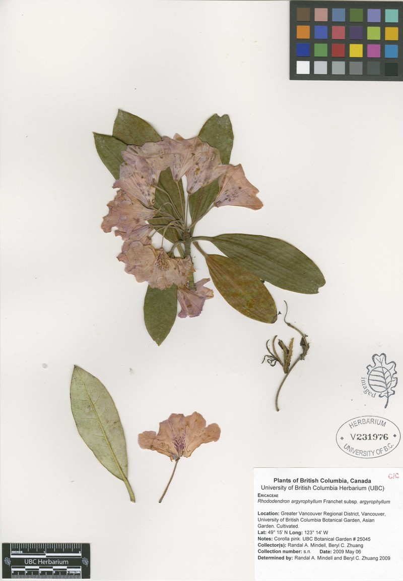 Rhododendron argyrophyllum subsp. argyrophyllum