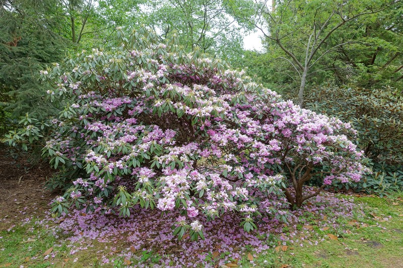 Rhododendron argyrophyllum subsp. nankingense