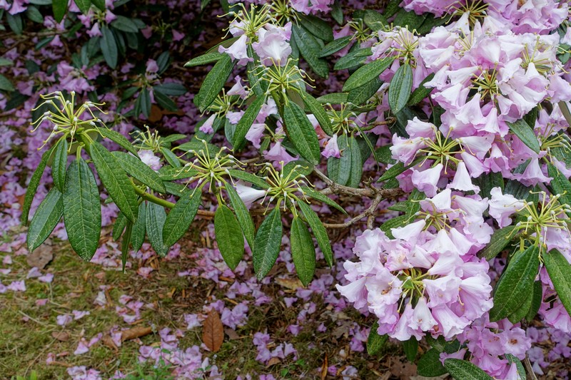 Rhododendron argyrophyllum subsp. nankingense photo 2