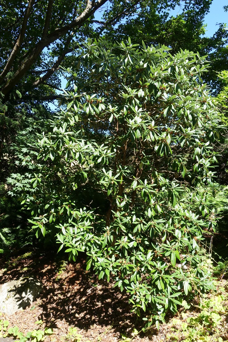 Rhododendron argyrophyllum subsp. nankingense photo 3