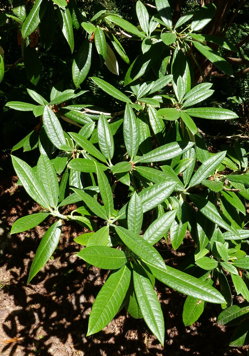 Rhododendron argyrophyllum subsp. nankingense photo 4