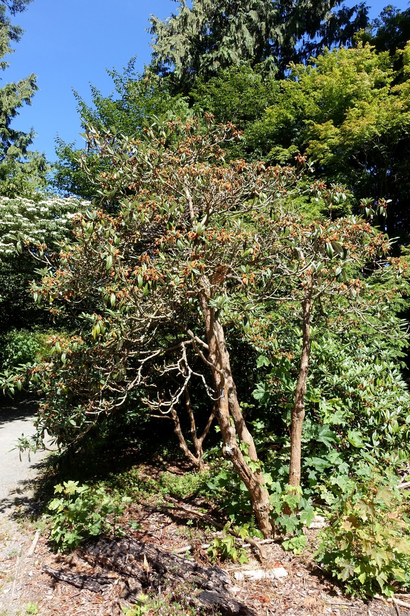 Rhododendron argyrophyllum subsp. nankingense photo 5