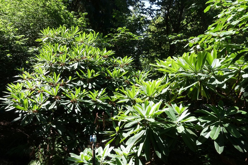 Rhododendron argyrophyllum subsp. nankingense photo 6