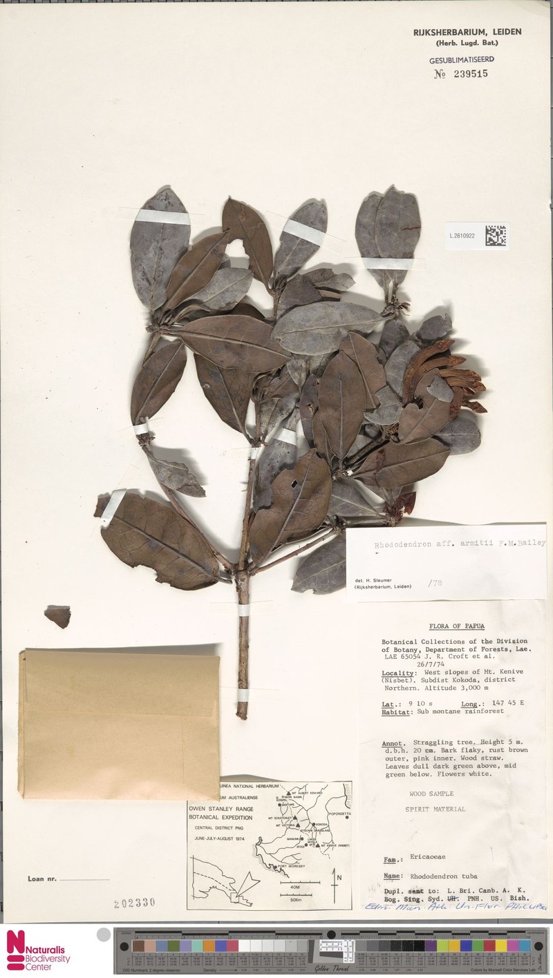 Rhododendron armitii
