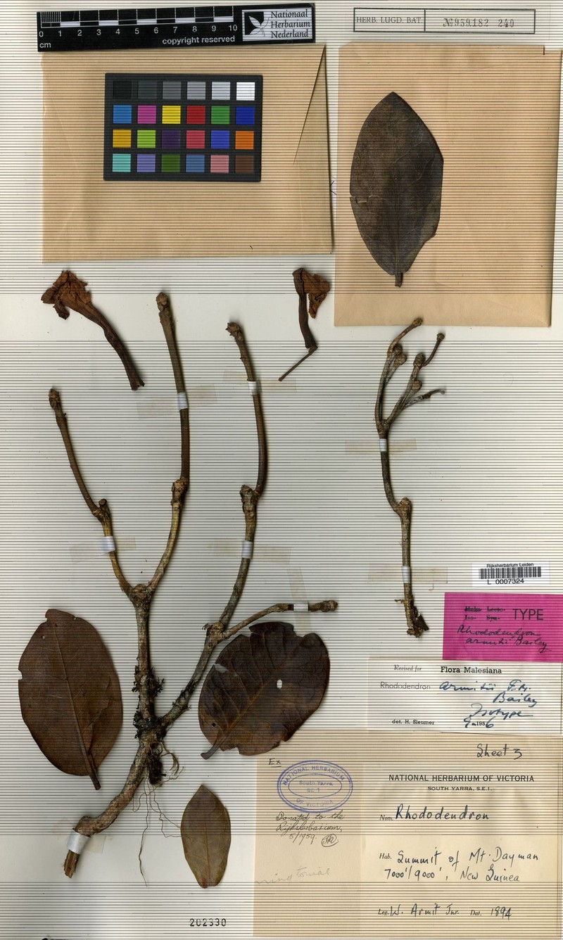 Rhododendron armitii photo 3