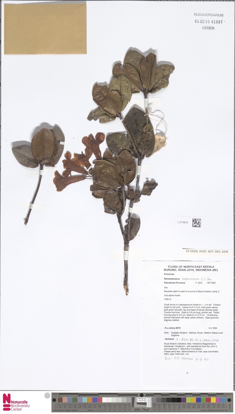 Rhododendron asperrimum