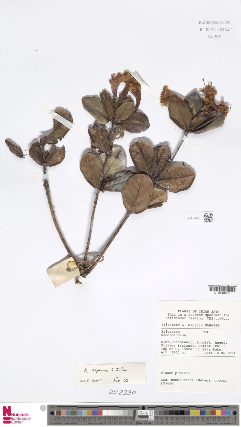 Rhododendron asperrimum photo 2