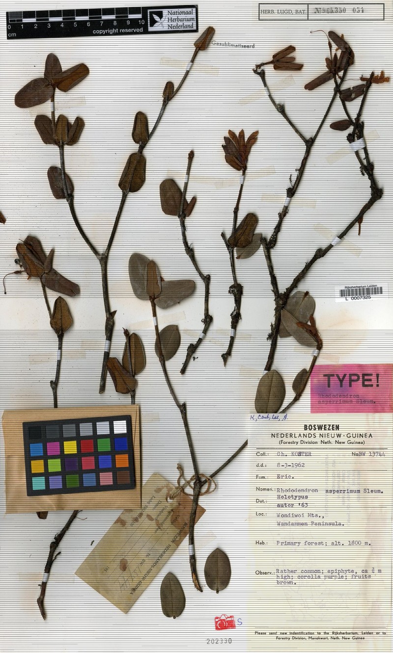 Rhododendron asperrimum photo 3