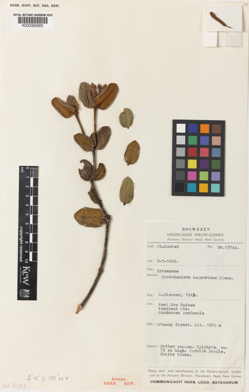 Rhododendron asperrimum photo 5