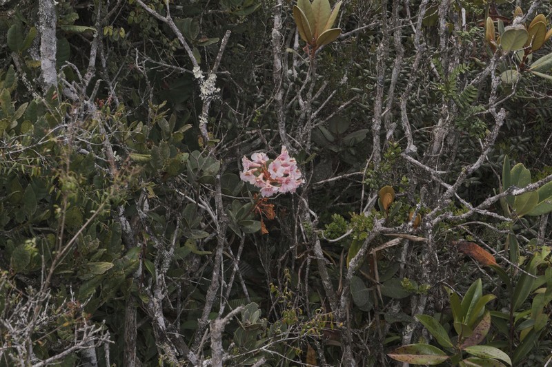 Rhododendron asperum