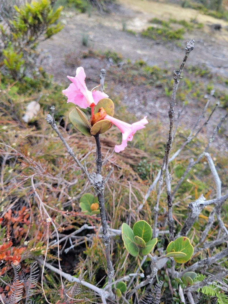 Rhododendron asperum photo 2