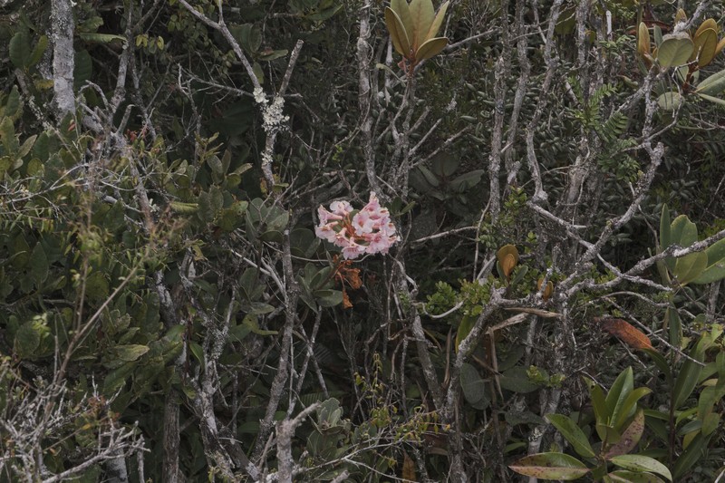 Rhododendron asperum photo 3