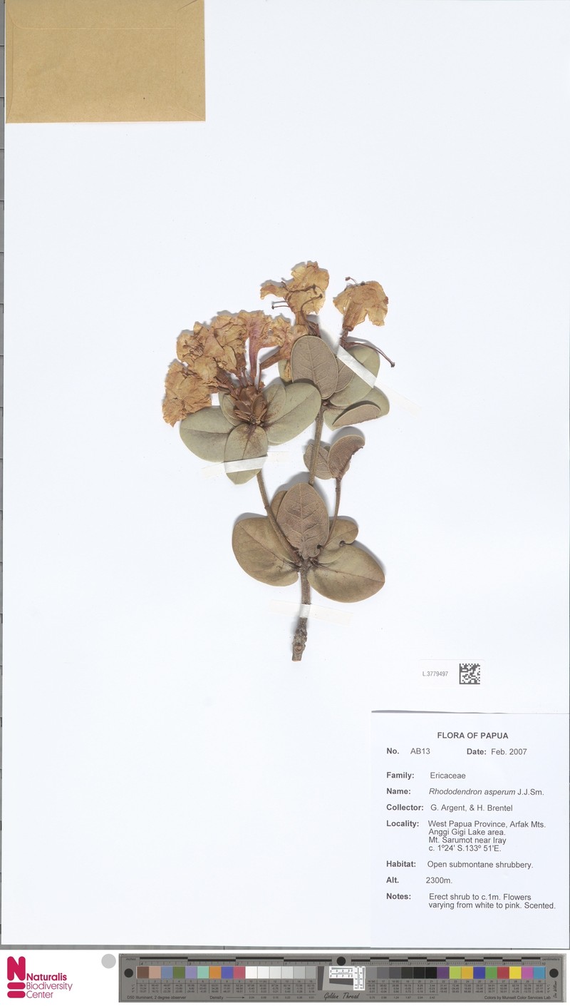 Rhododendron asperum photo 4