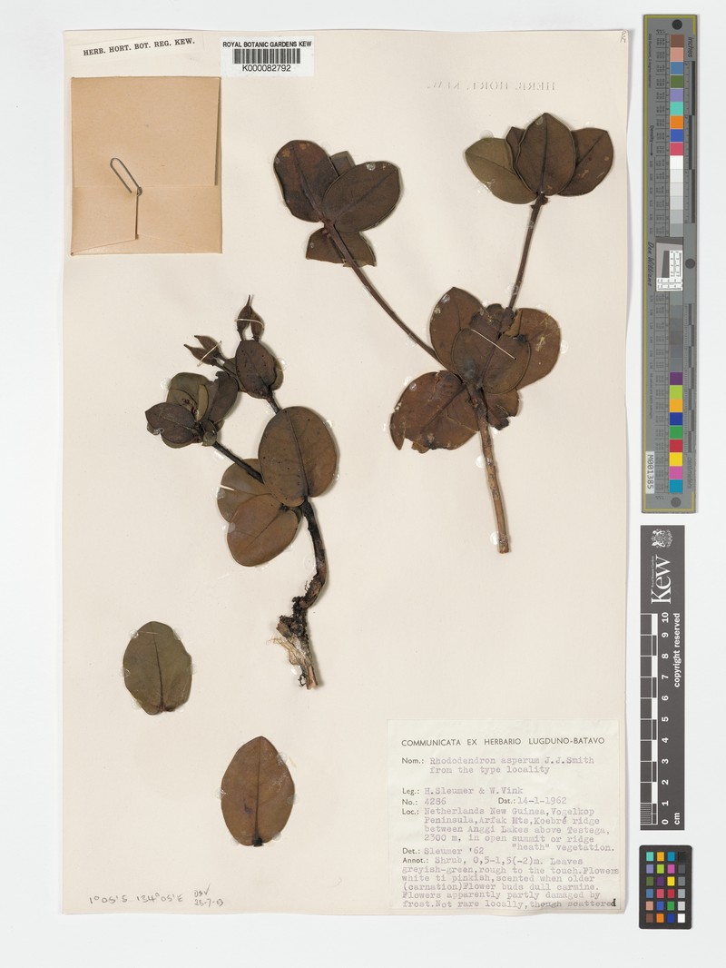 Rhododendron asperum photo 6