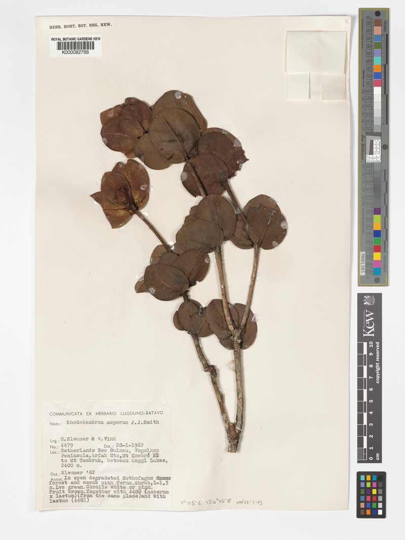 Rhododendron asperum photo 7