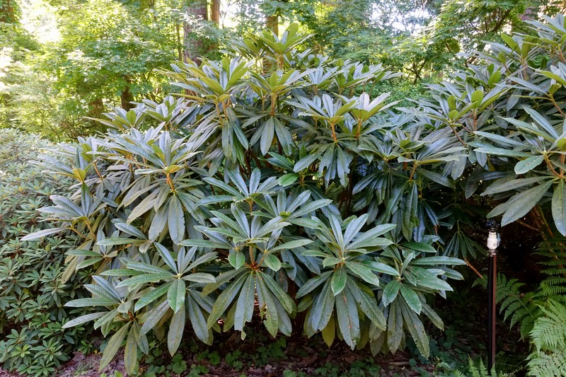 Rhododendron asterochnoum