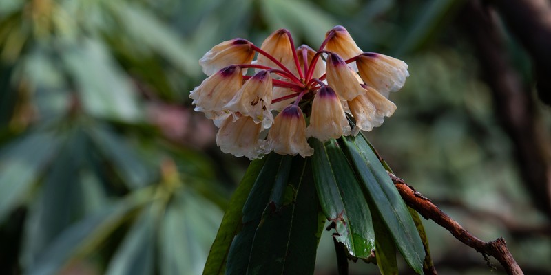 Rhododendron asterochnoum photo 2