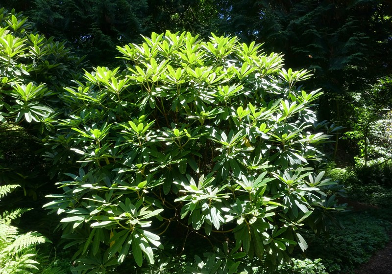 Rhododendron asterochnoum photo 3