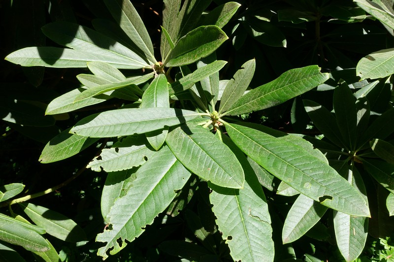 Rhododendron asterochnoum photo 4