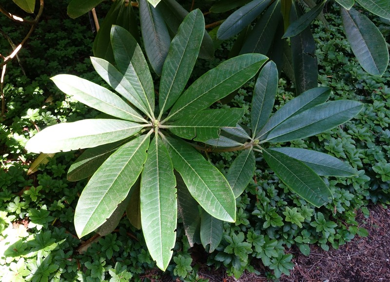Rhododendron asterochnoum photo 5