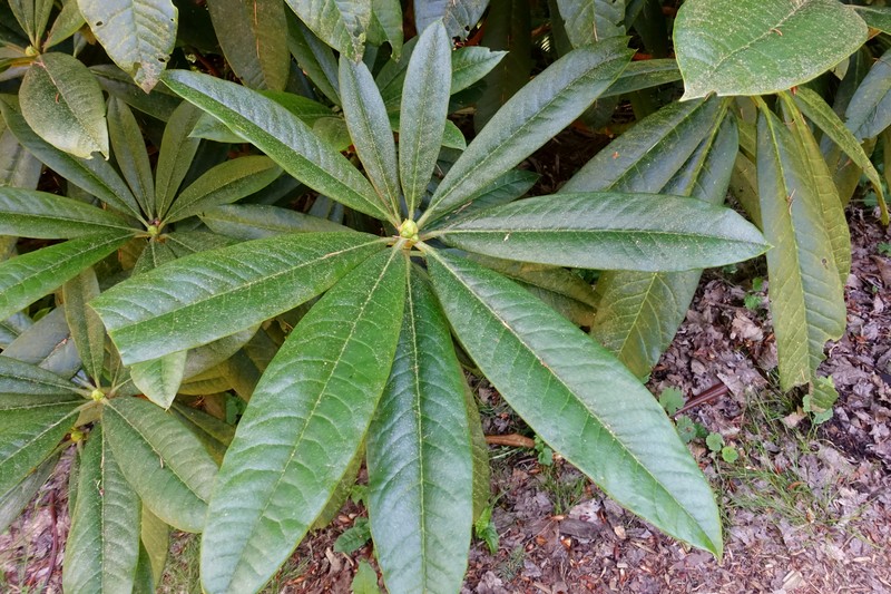 Rhododendron asterochnoum photo 6