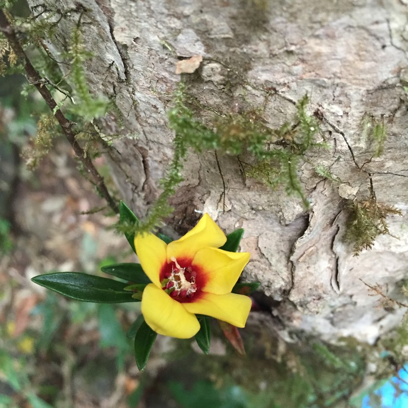 Rhododendron astrophorum photo 2