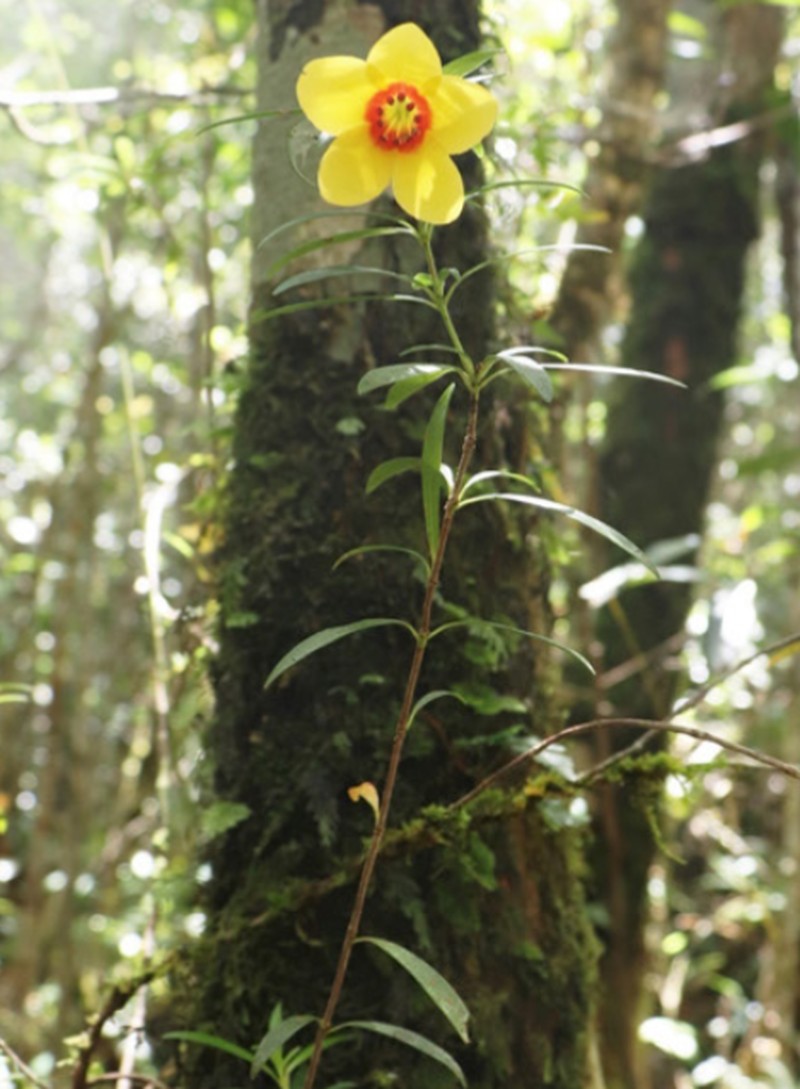 Rhododendron astrophorum