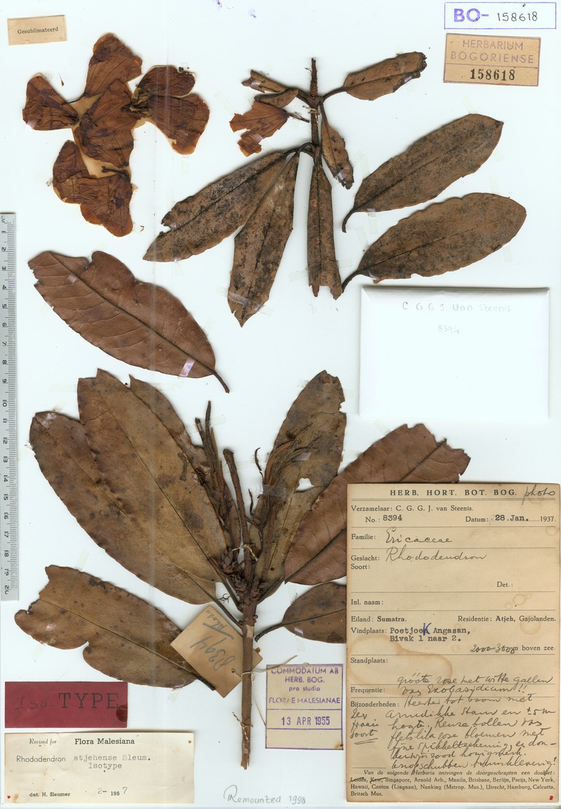Rhododendron atjehense