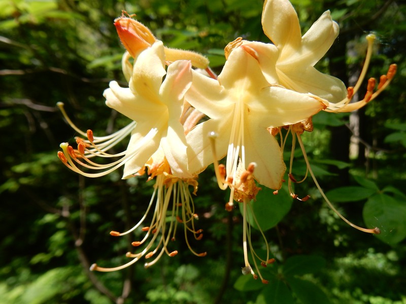 Dwarf Azalea photo 4