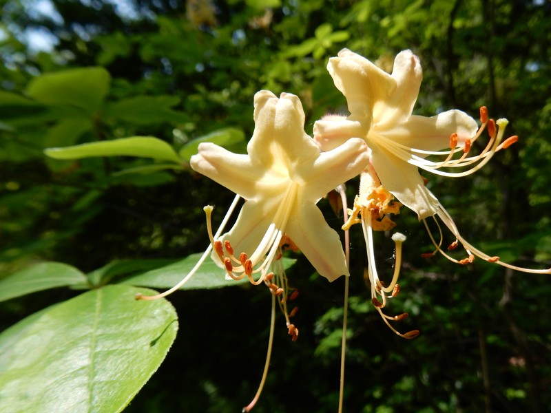 Dwarf Azalea photo 5