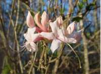 Dwarf Azalea