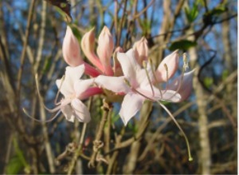 Dwarf Azalea