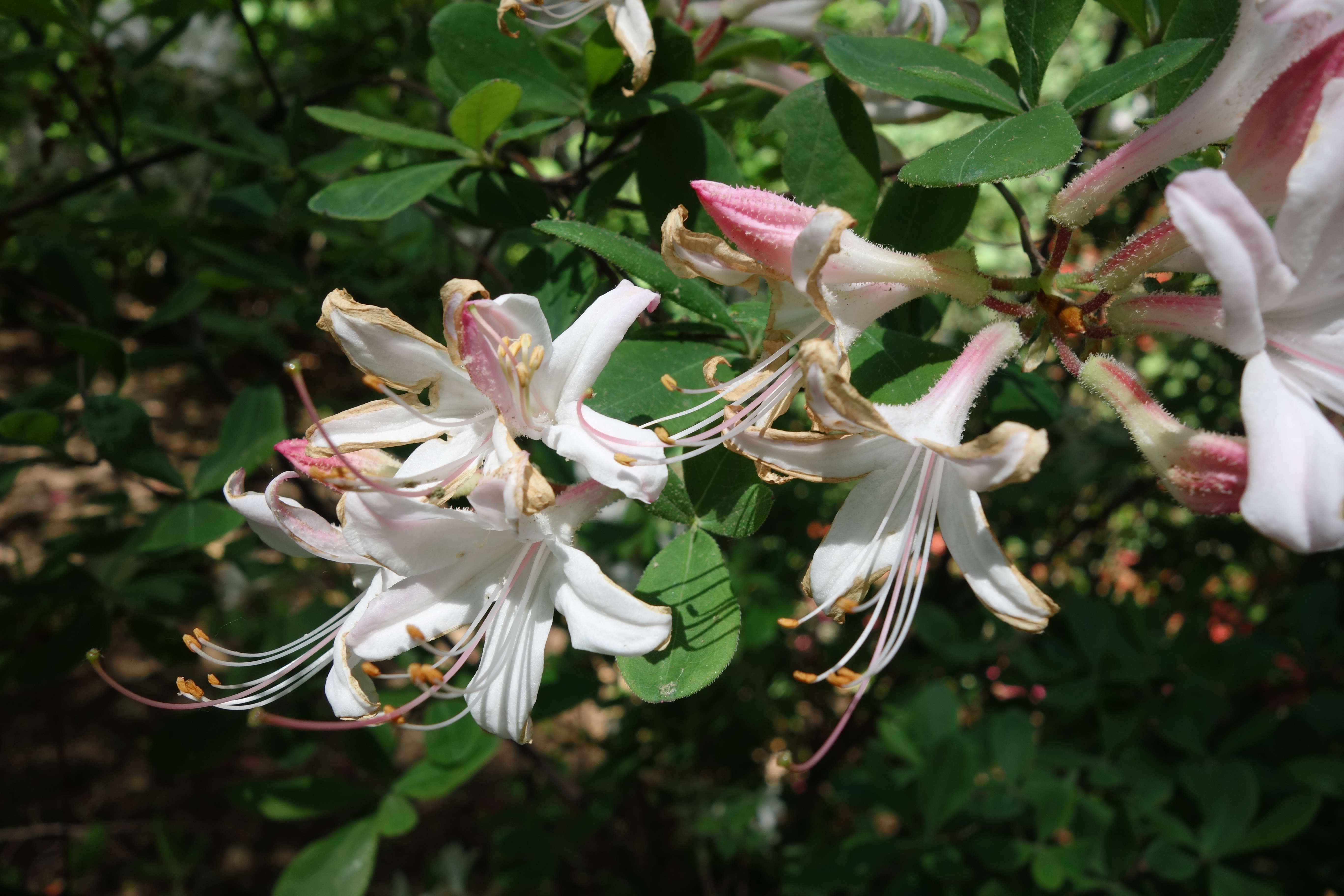 Dwarf Azalea photo 6