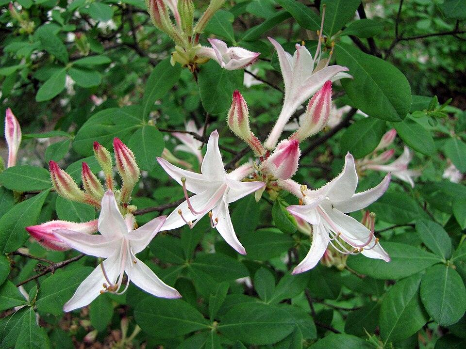 Dwarf Azalea photo 7