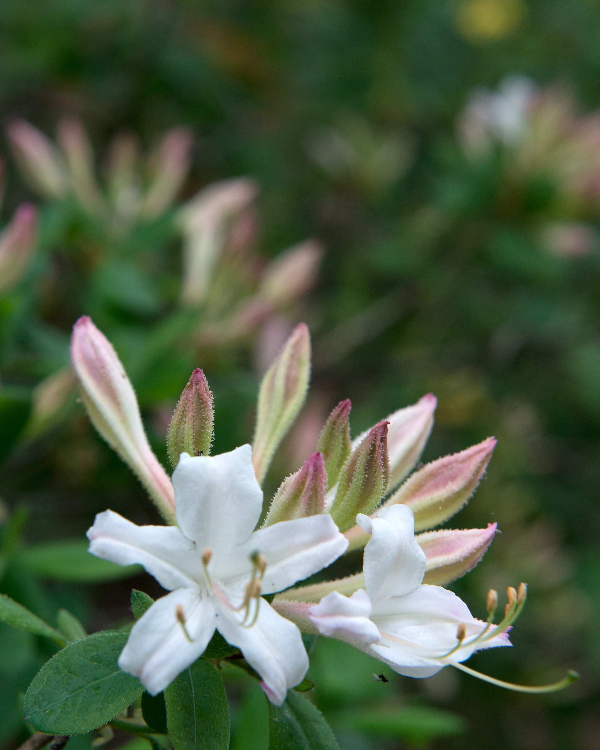 Dwarf Azalea photo 8