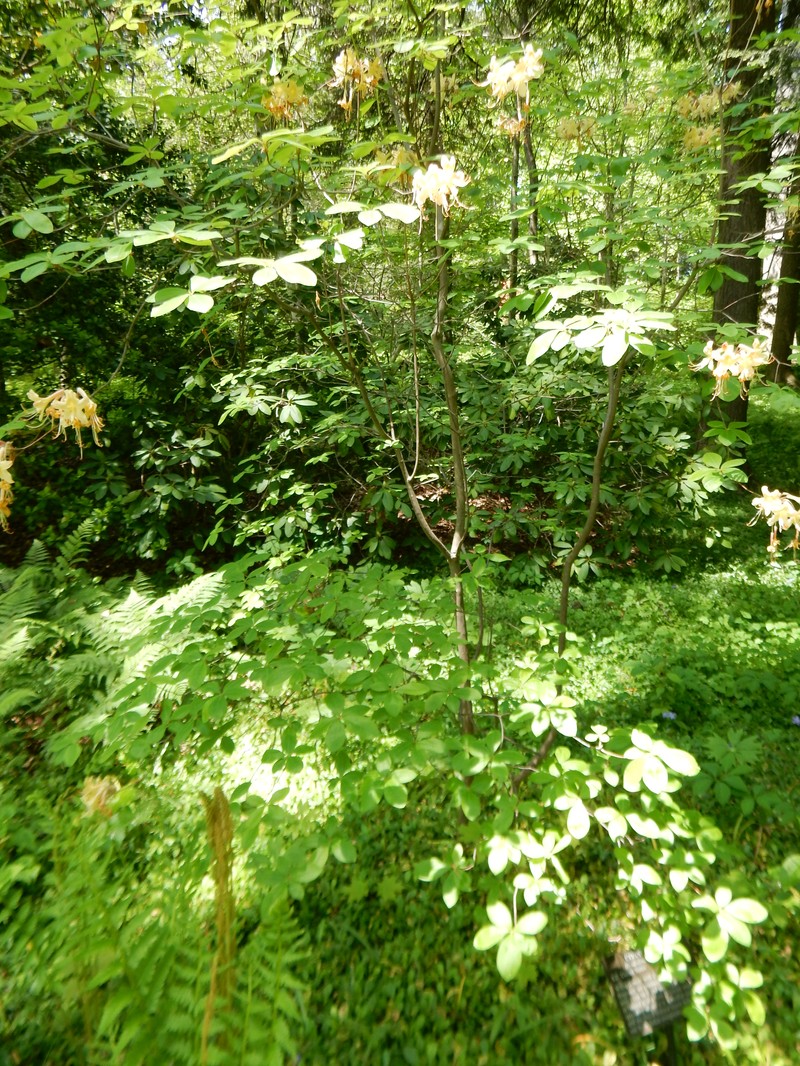 Dwarf Azalea photo 2