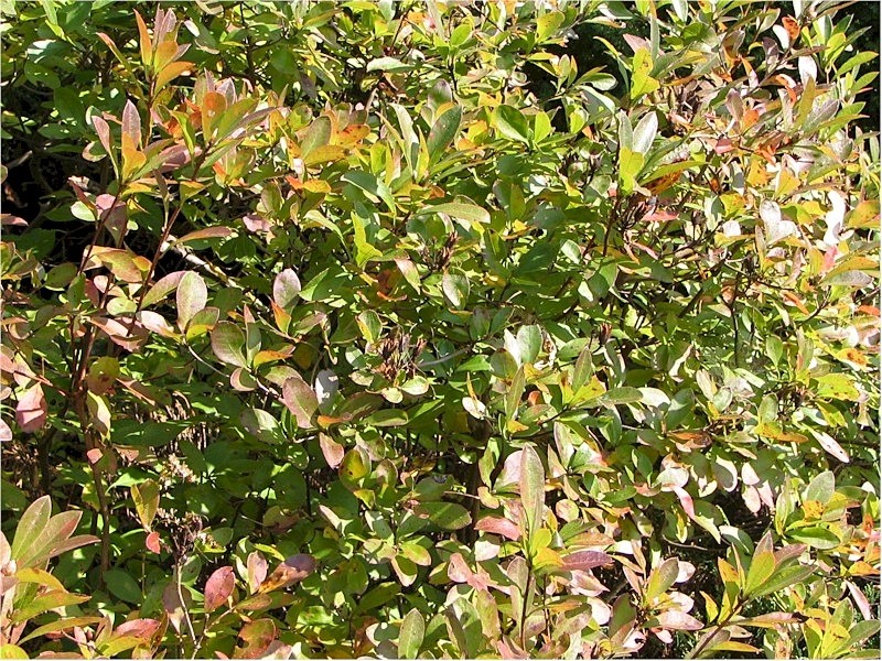 Dwarf Azalea photo 3