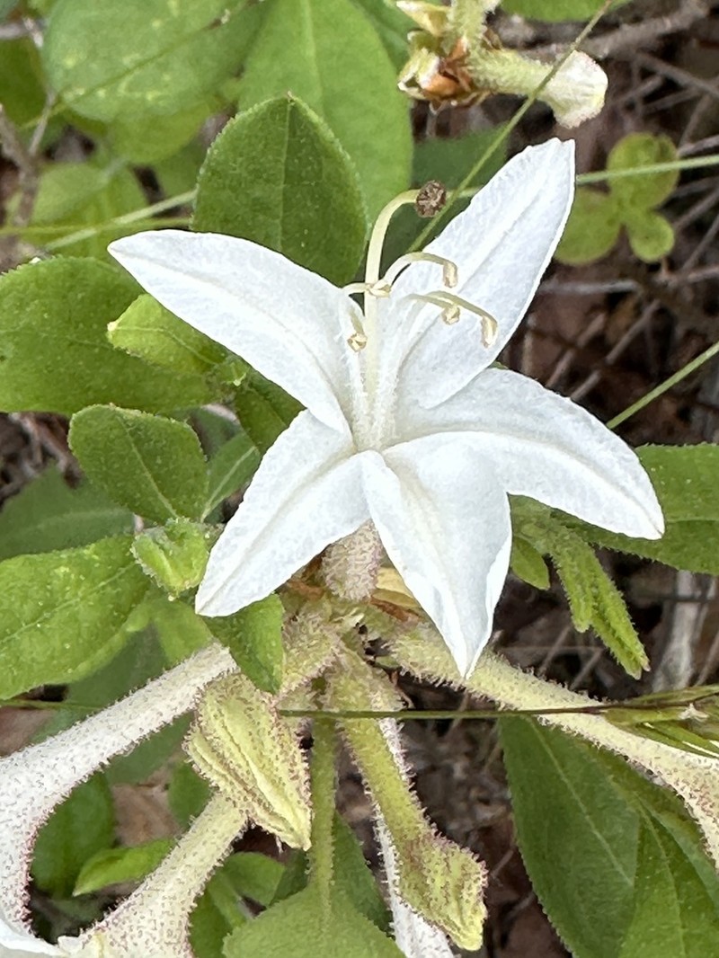 Dwarf Azalea photo 7