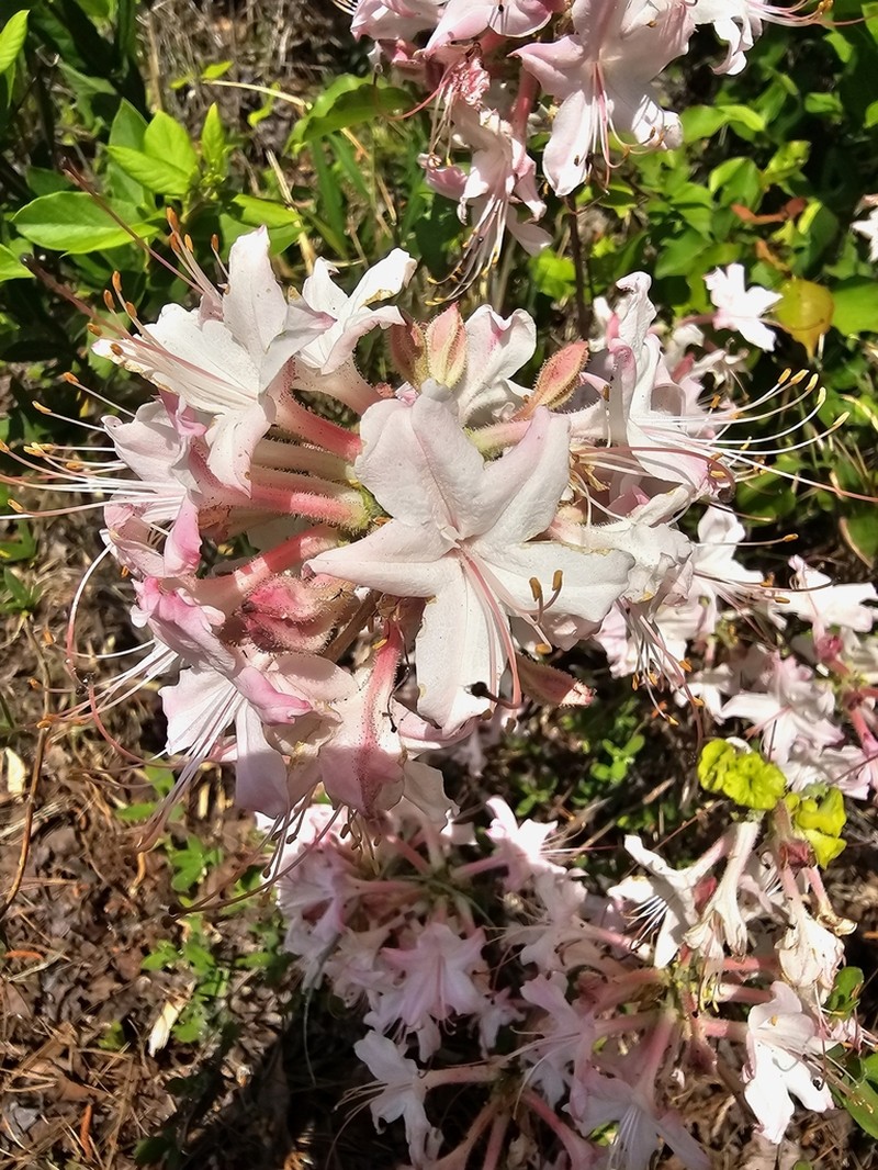Dwarf Azalea photo 8