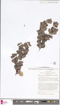 Rhododendron atropurpureum