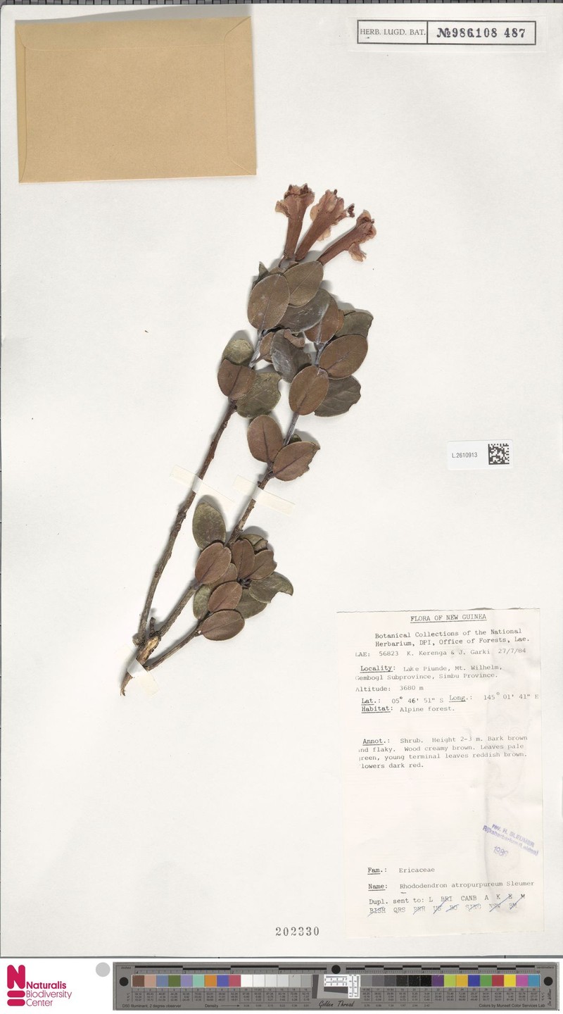 Rhododendron atropurpureum photo 3
