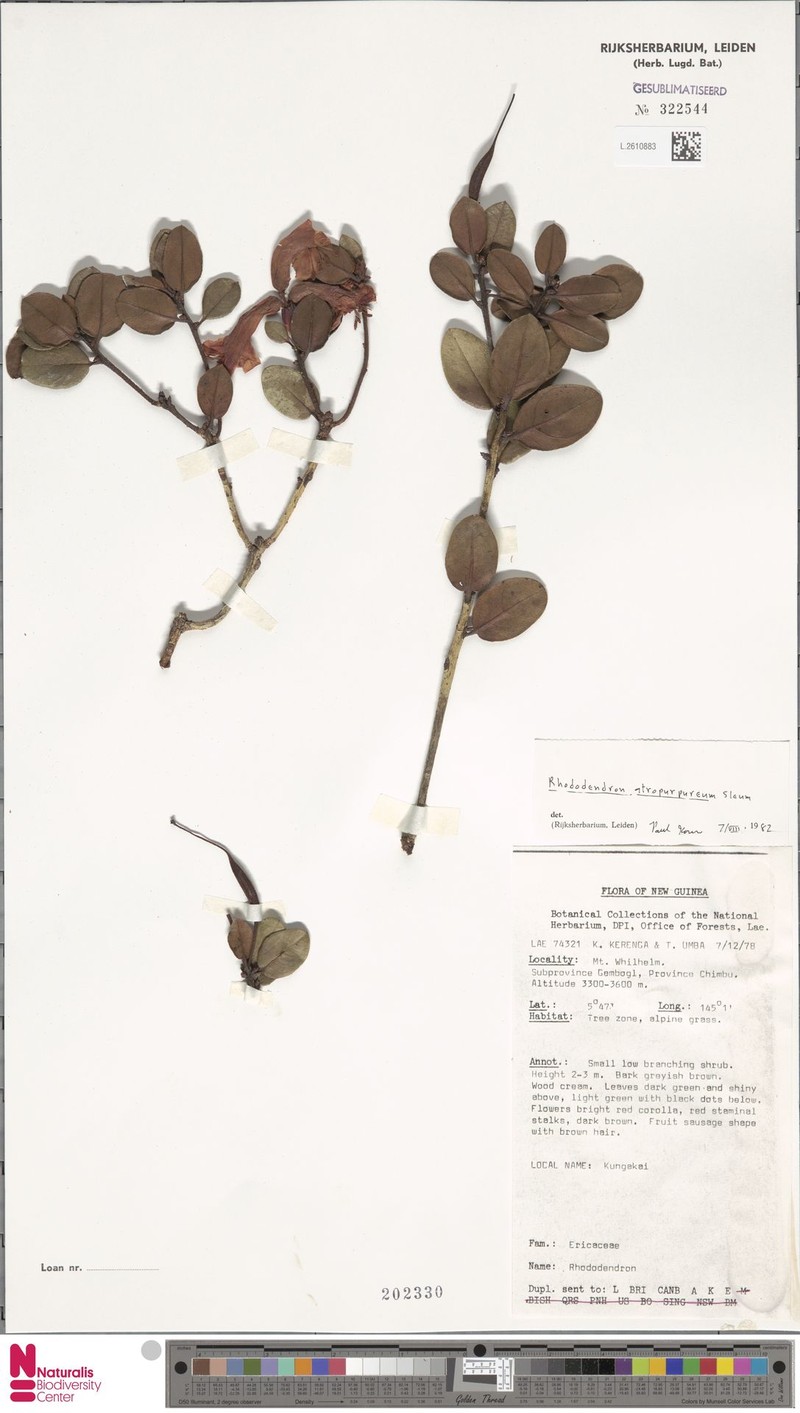 Rhododendron atropurpureum photo 5
