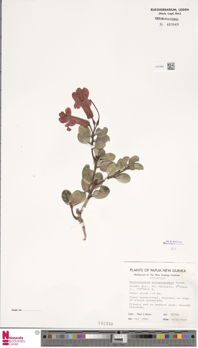 Rhododendron atropurpureum photo 6