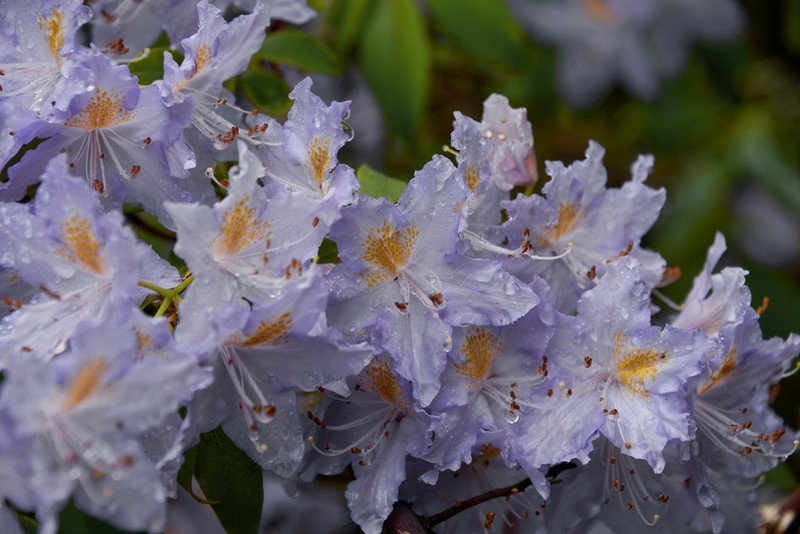 Rhododendron augustinei